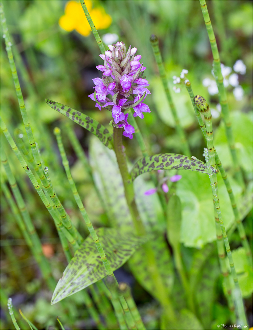 Breitblaettriges-knabenkraut dactylorhiza majalis