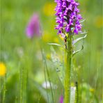 Breitblättriges Knabenkraut (Dactylorhiza majalis)