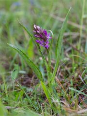 Breitblättriges Knabenkraut (Dactylorhiza majalis)..