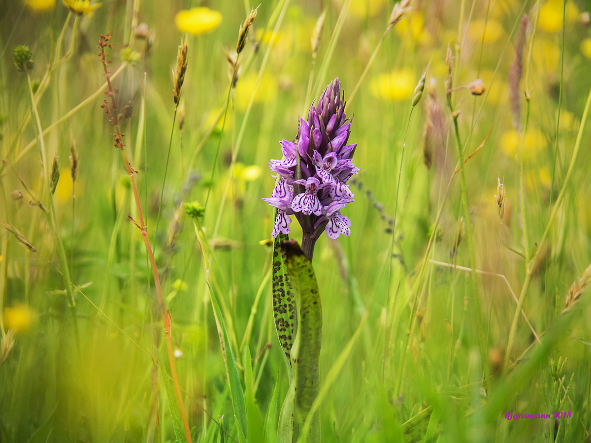 breitblättriges knabenkraut (dactylorhiza majalis)