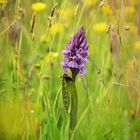 breitblättriges knabenkraut (dactylorhiza majalis)