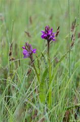 Breitblättriges Knabenkraut (Dactylorhiza majalis).....