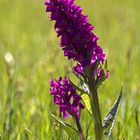 Breitblättriges Knabenkraut (Dactylorhiza majalis)