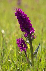 Breitblättriges Knabenkraut (Dactylorhiza majalis)