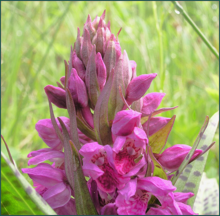 Breitblättriges Knabenkraut (Dactylorhiza majalis)