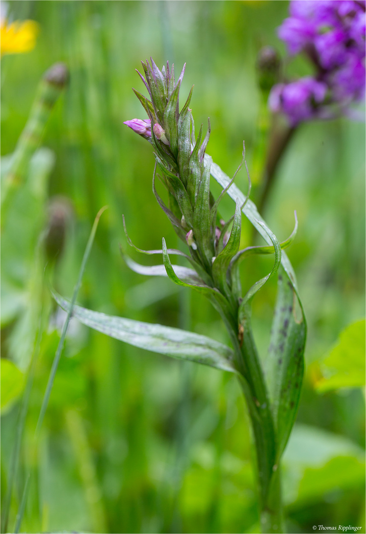 Breitblättriges Knabenkraut (Dactylorhiza majalis)............