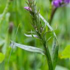 Breitblättriges Knabenkraut (Dactylorhiza majalis)............