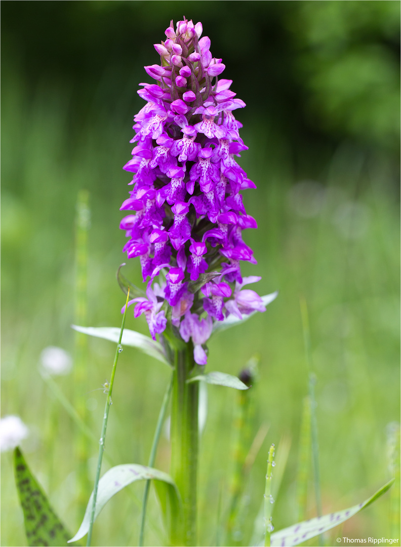 Breitblättriges Knabenkraut (Dactylorhiza majalis) .