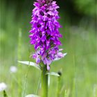 Breitblättriges Knabenkraut (Dactylorhiza majalis) .