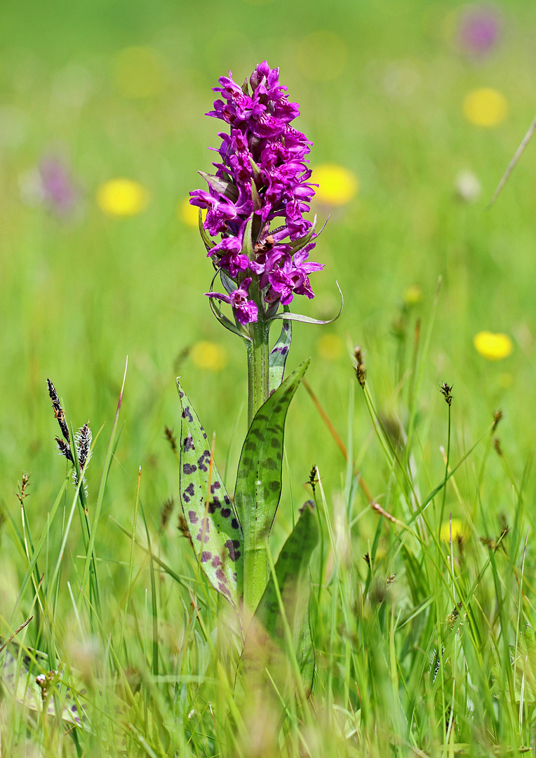 Breitblättriges Knabenkraut (Dactylorhiza majalis)