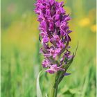 Breitblättriges Knabenkraut (Dactylorhiza majalis)