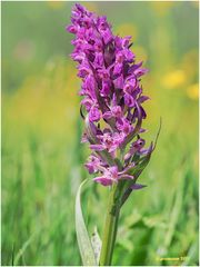 Breitblättriges Knabenkraut (Dactylorhiza majalis)