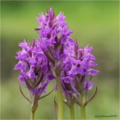 breitblättriges knabenkraut (dactylorhiza majalis)....