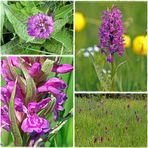 Breitblättriges Knabenkraut (Dactylorhiza majalis) Collage