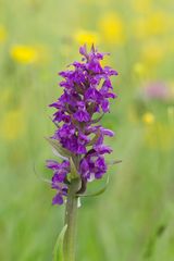 Breitblättriges Knabenkraut (Dactylorhiza majalis)