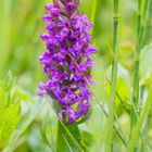 Breitblättriges Knabenkraut (Dactylorhiza majalis) .