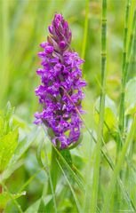 Breitblättriges Knabenkraut (Dactylorhiza majalis) .