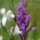 Breitblättriges Knabenkraut (Dactylorhiza majalis)