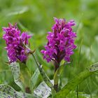 Breitblättriges Knabenkraut,  (Dactylorhiza majalis) 