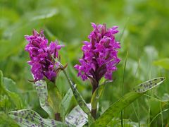 Breitblättriges Knabenkraut,  (Dactylorhiza majalis) 