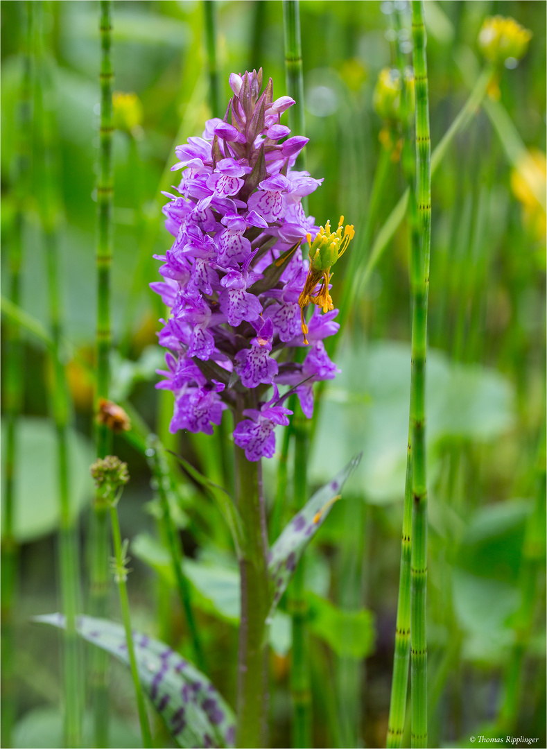 Breitblättriges Knabenkraut (Dactylorhiza majalis)...........