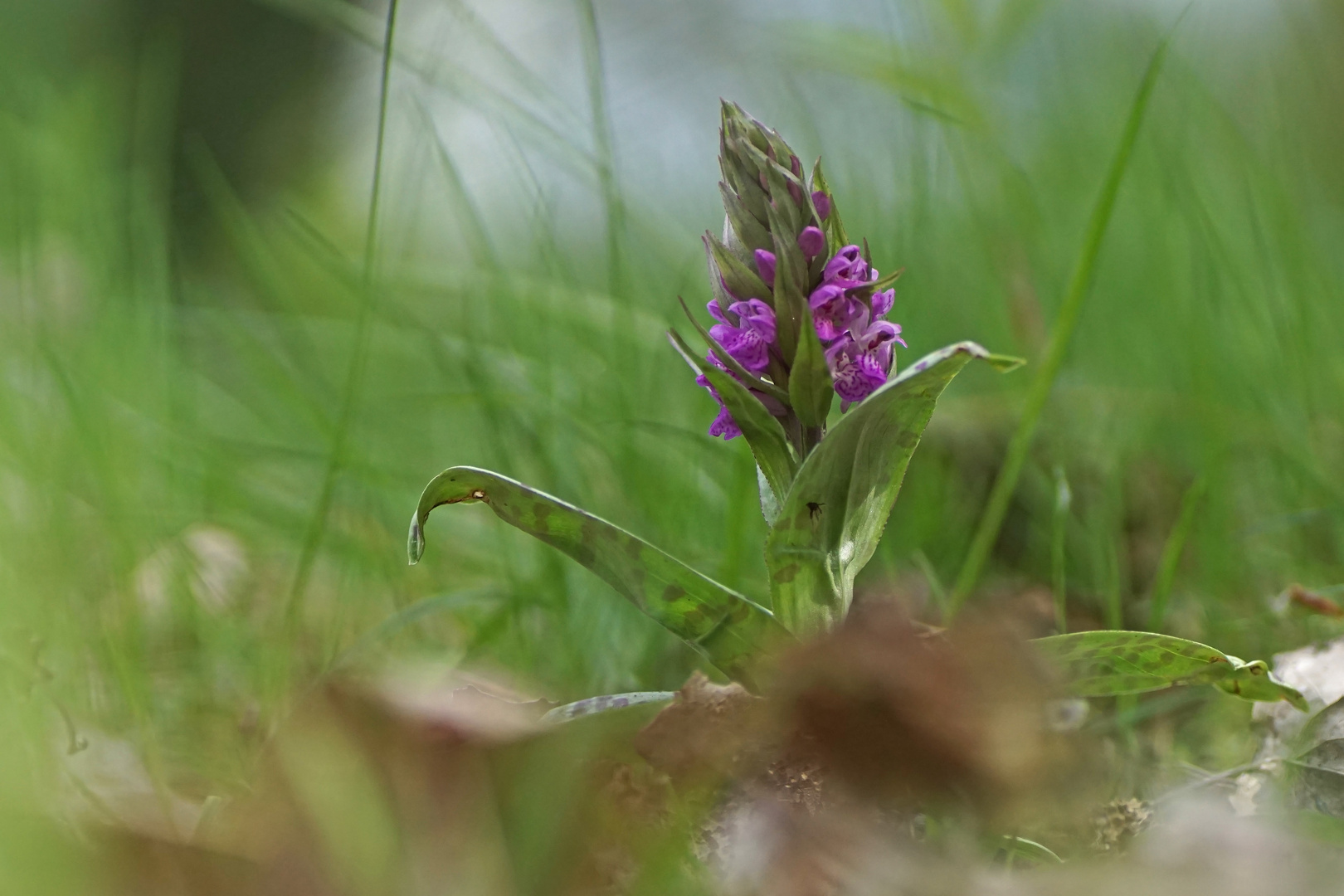 Breitblättriges Knabenkraut (Dactylorhiza majalis)