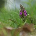 Breitblättriges Knabenkraut (Dactylorhiza majalis)