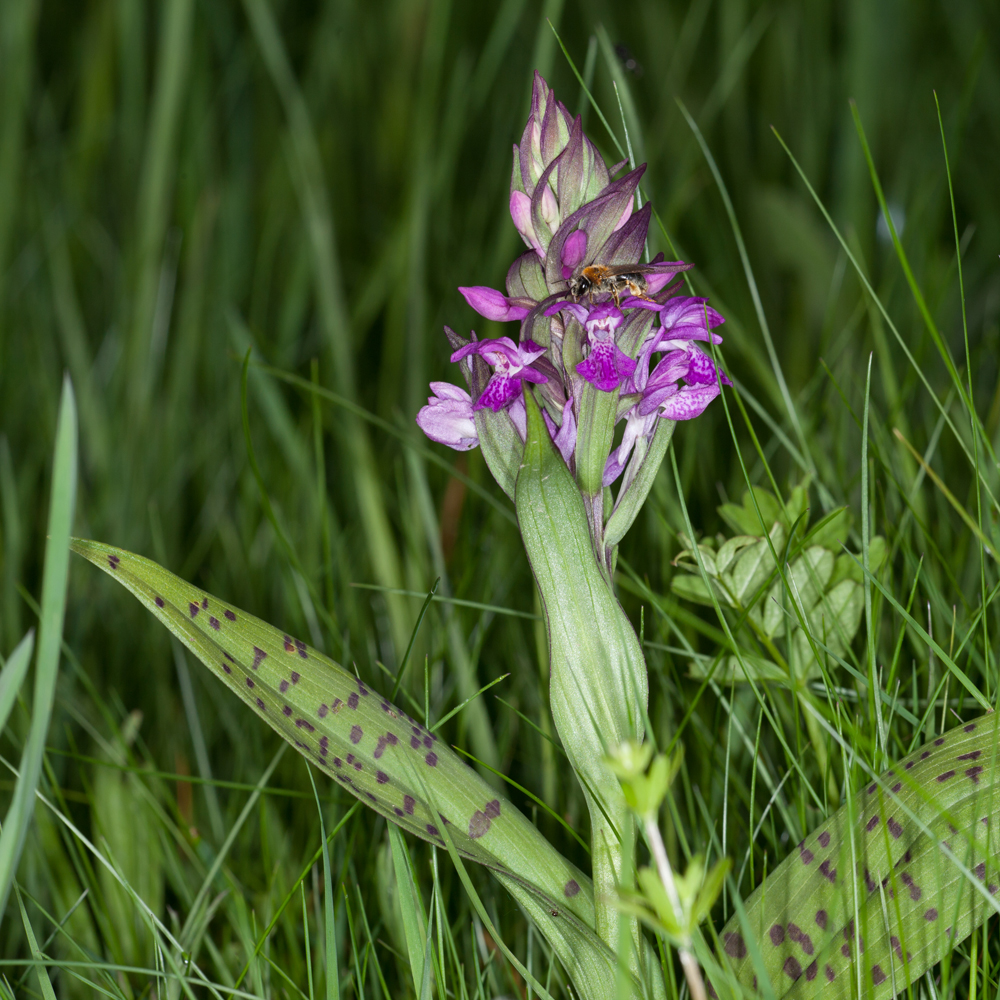 Breitblättriges Knabenkraut (Dactylorhiza majalis) mit Bienenbesuch