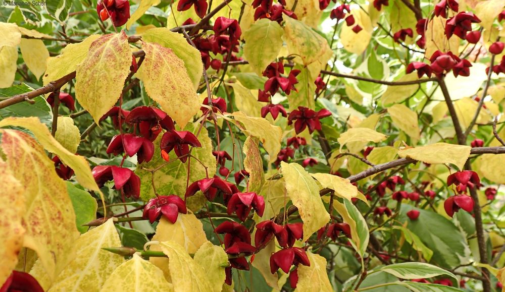 ...Breitblättriges Pfaffenhütchen...Euonymus latifolius...