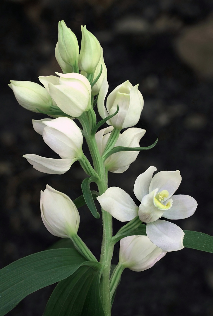 Breitblatt-Waldvögelein (Cephalanthera damasonium)