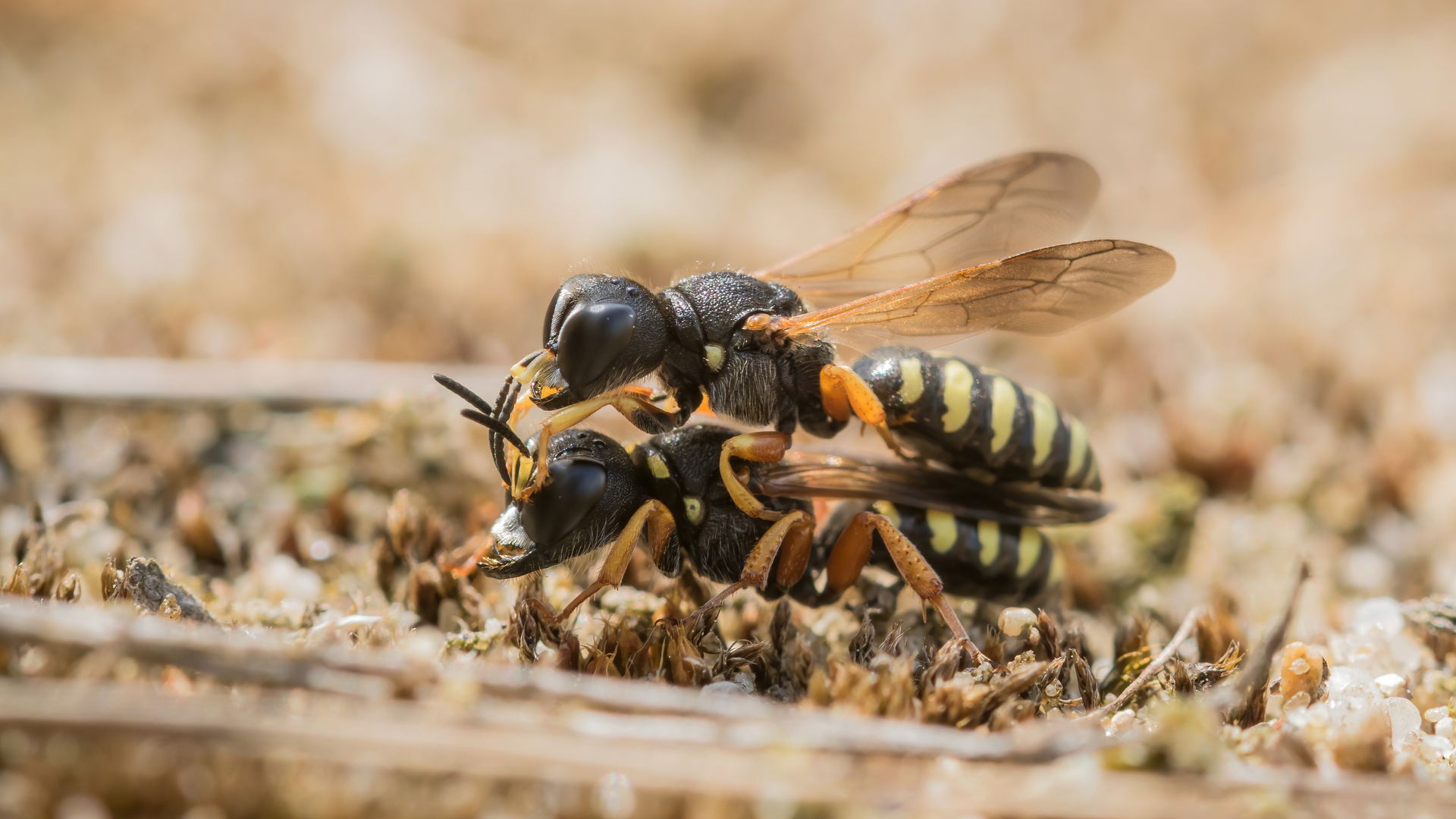 Breite Fliegengrabwespe (Ectemnius lituratus)