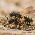 Breite Fliegengrabwespe (Ectemnius lituratus)