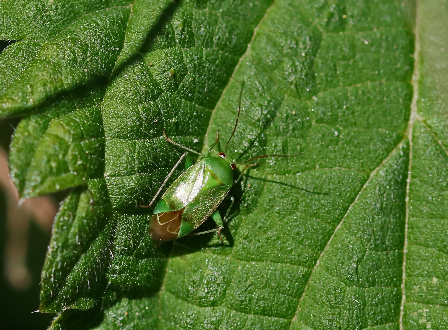 Breite Nesselwanze-Apolygus spinolae