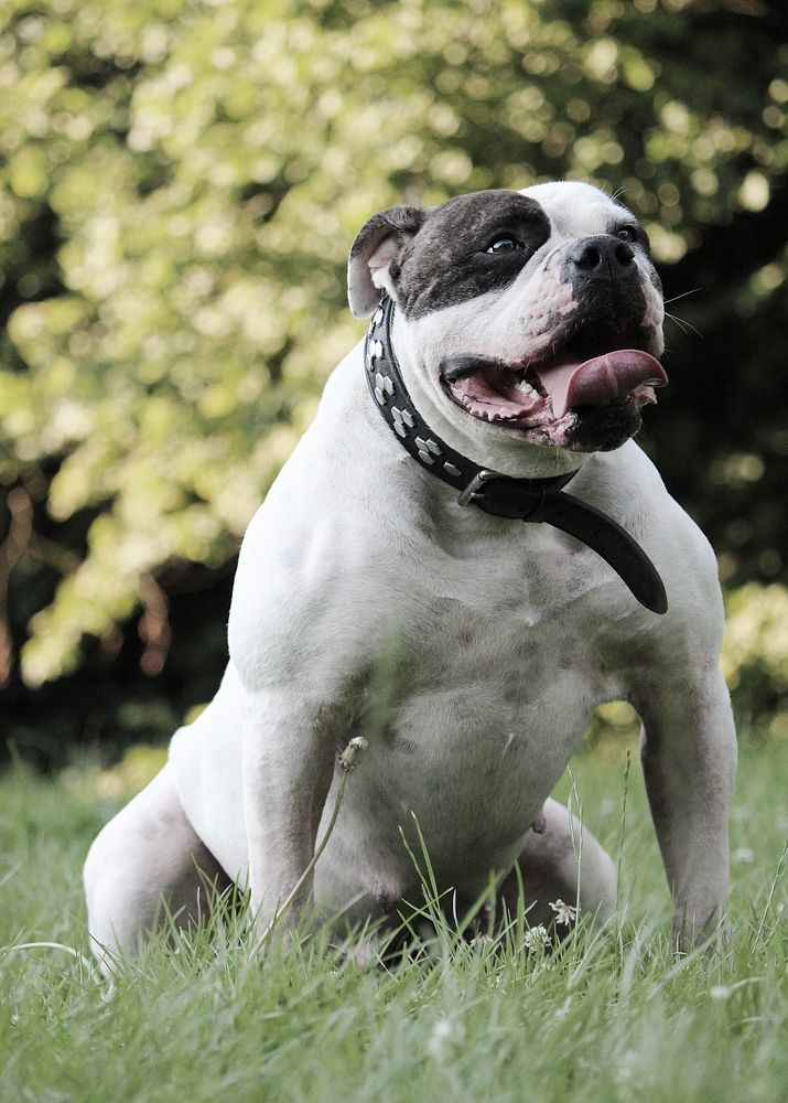 breite Schultern Foto &amp; Bild tiere, haustiere, hunde Bilder auf