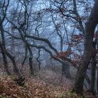 Breitenstein im Nebel I