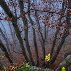 Breitenstein im Nebel III