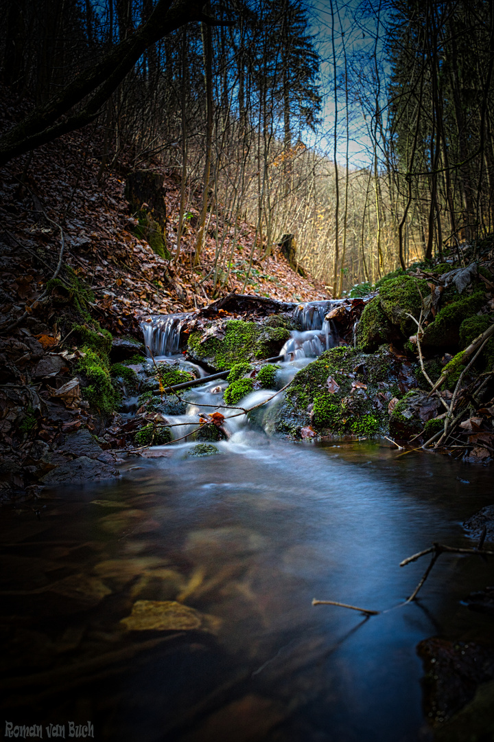 Breiter Grund Tharandter Wald