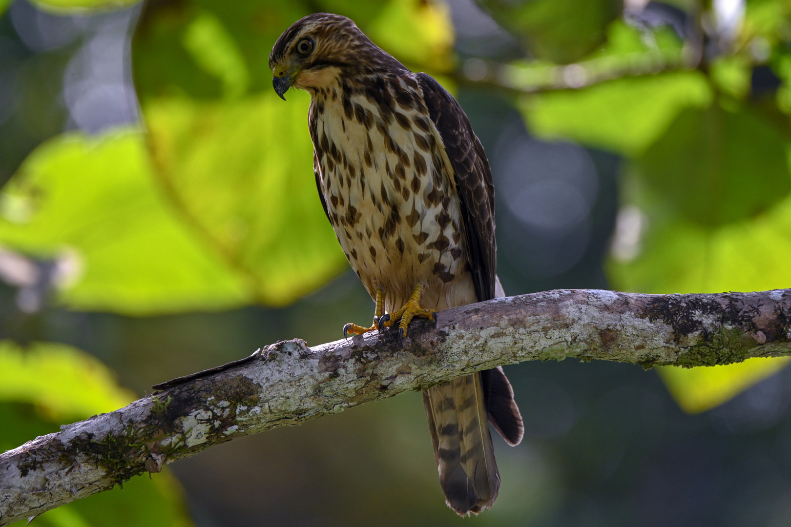 Breitflügelbussard