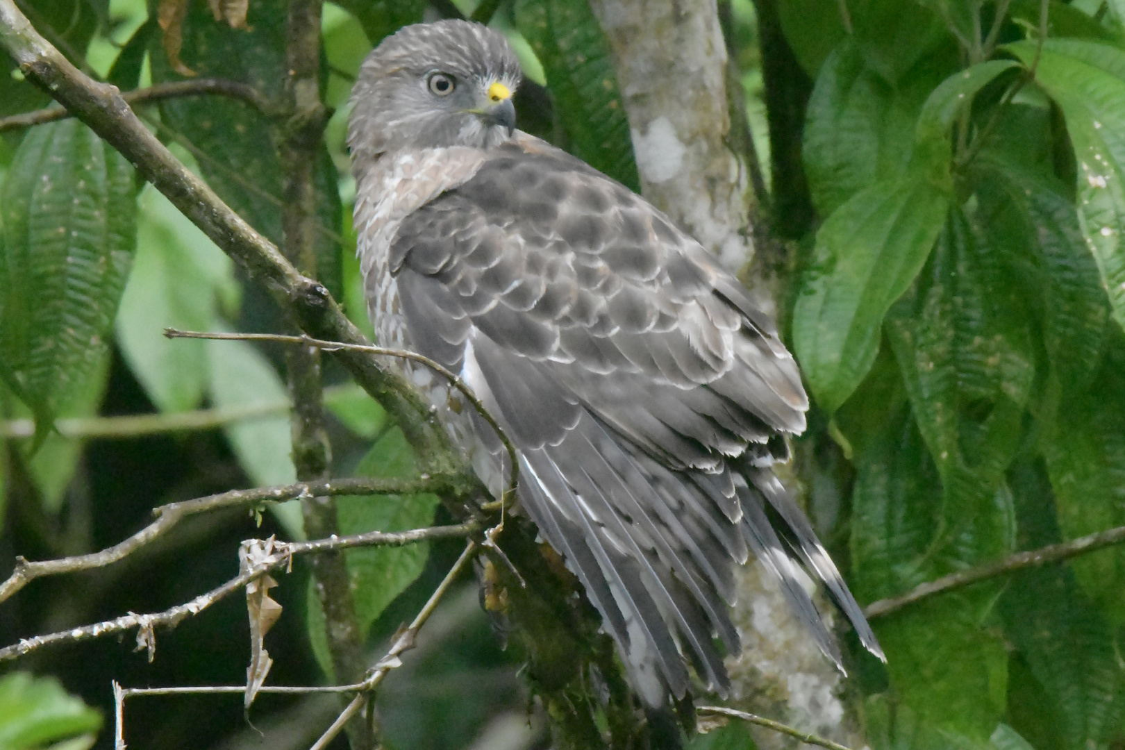 Breitflügelbussard