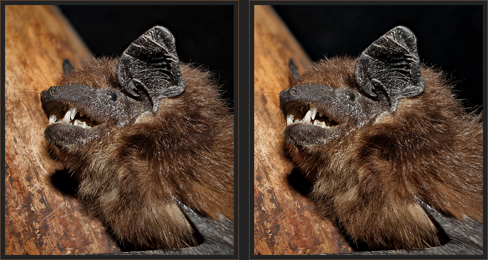 Breitflügelfledermaus [3D]