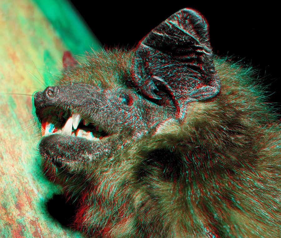 Breitflügelfledermaus [3D]