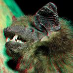 Breitflügelfledermaus [3D]