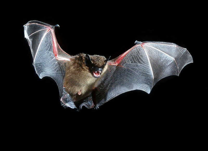 Breitflügelfledermaus (Eptesicus serotinus)