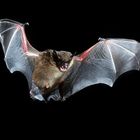 Breitflügelfledermaus (Eptesicus serotinus)