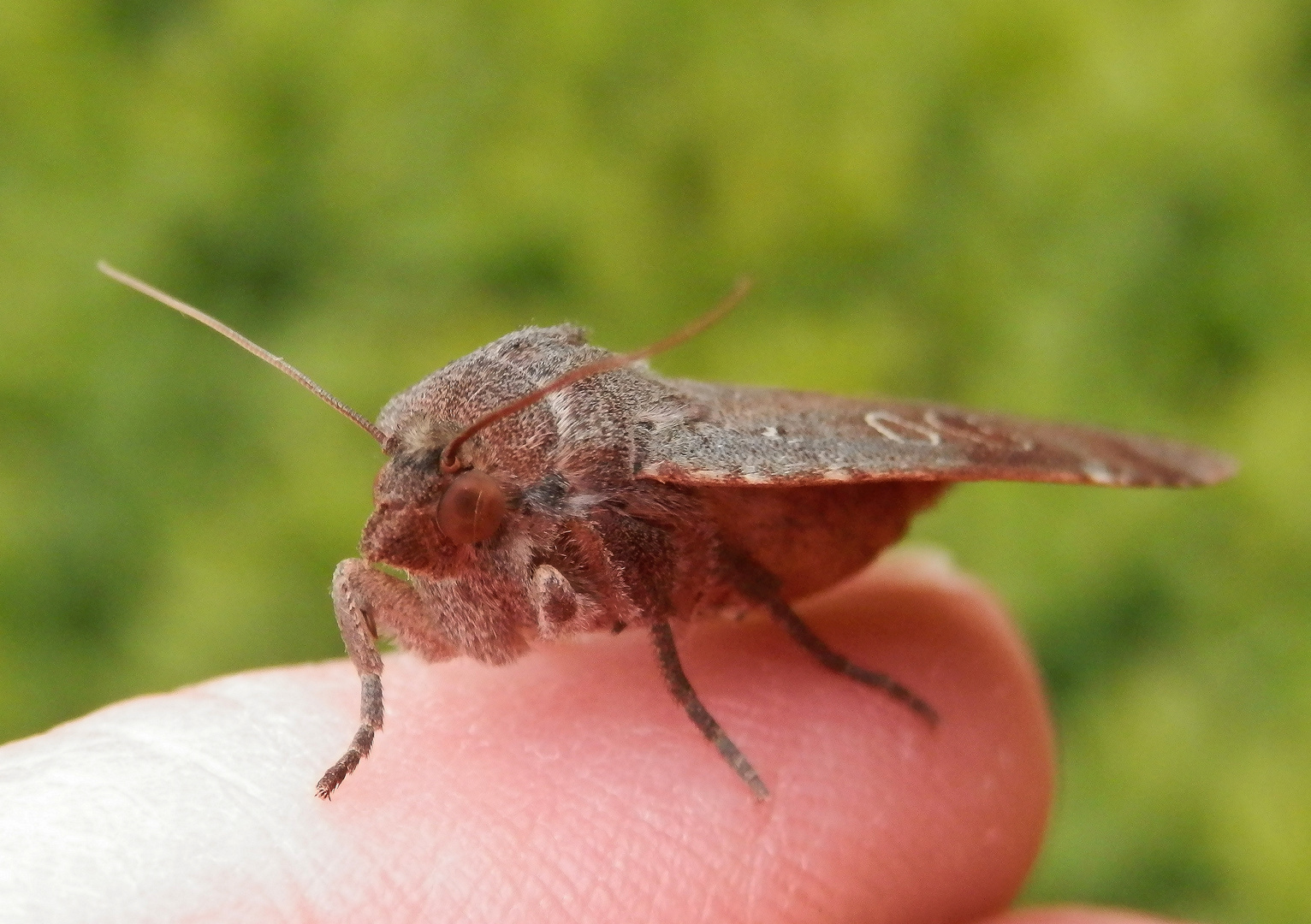 Breitflügelige Bandeule (Noctua comes) ....