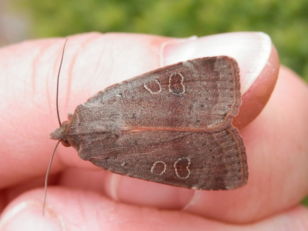 Breitflügelige Bandeule (Noctua comes)