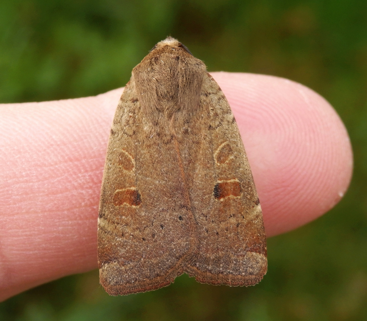 Breitflügelige Bandeule (Noctua comes)