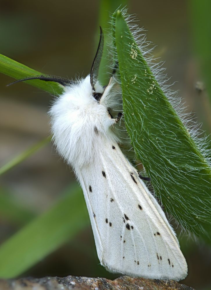  Breitflügelige Fleckleibbär (Spilosoma lubricipeda)