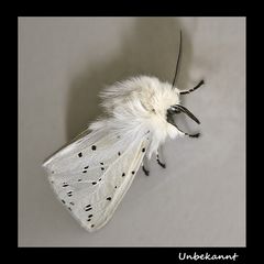 Breitflügelige Fleckleibbär (Spilosoma lubricipeda)