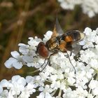 Breitflügelige Raupenfliege